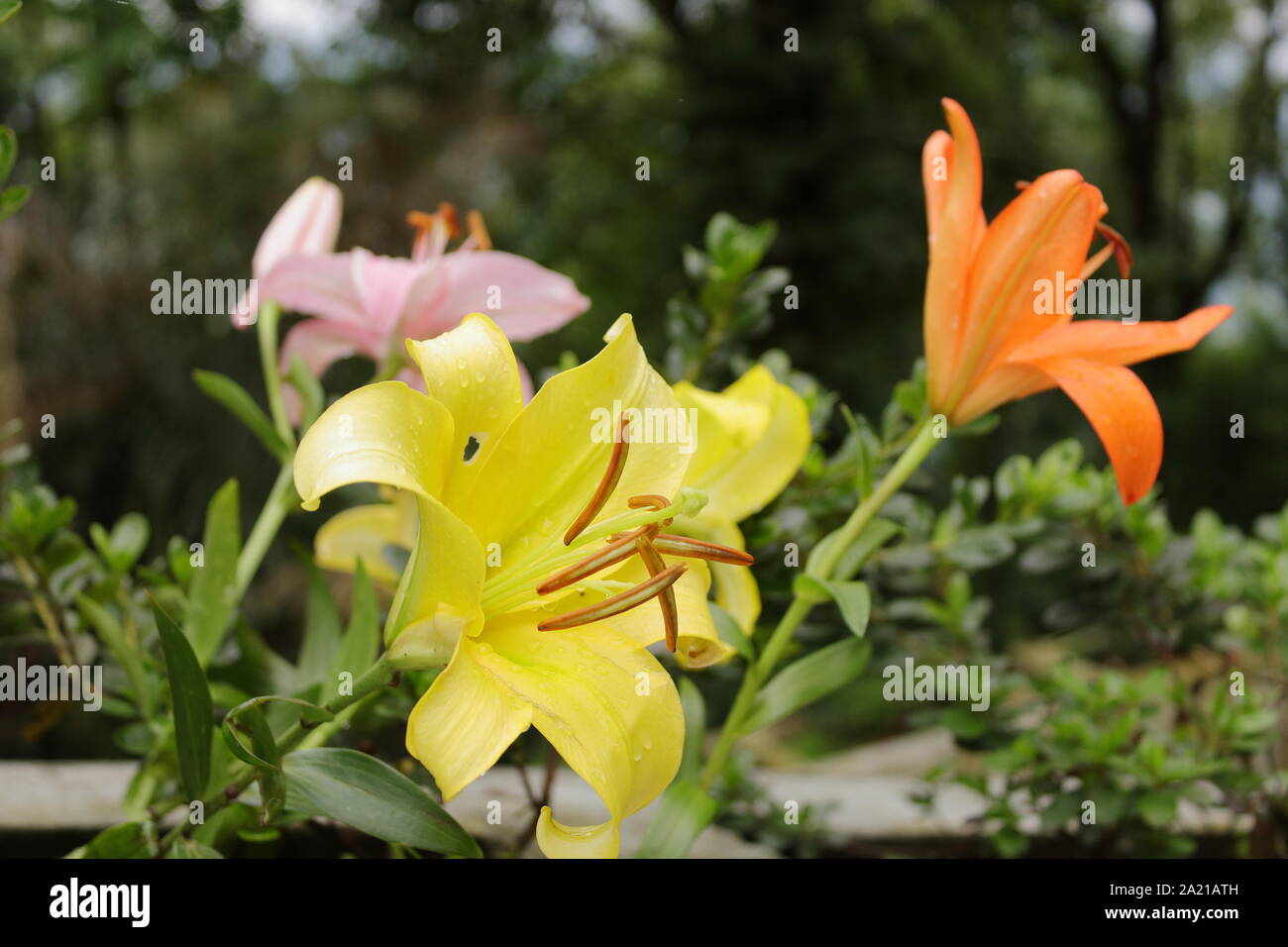 Orange yellow and pink Colorful flowers in the garden in a garden at