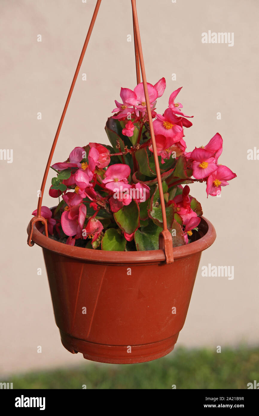 Begonias flowers plants hires stock photography and images Alamy