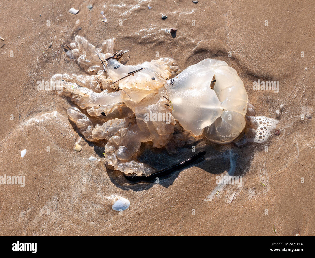 Dead Jelly Fish On Beach Stock Photos & Dead Jelly Fish On Beach Stock