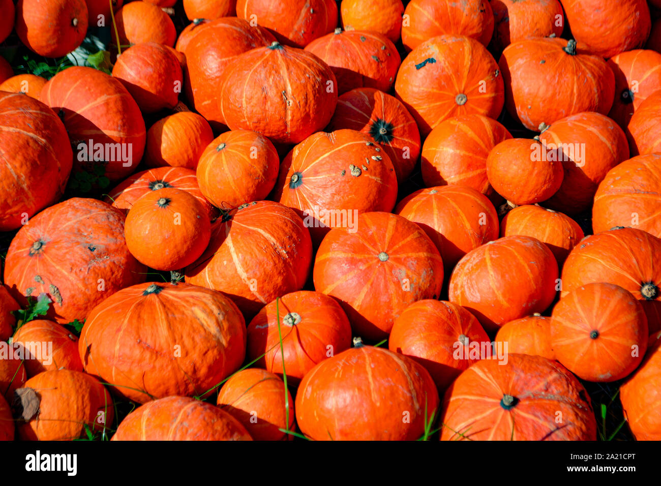 Small orange pumpkins lying in the sun Stock Photo