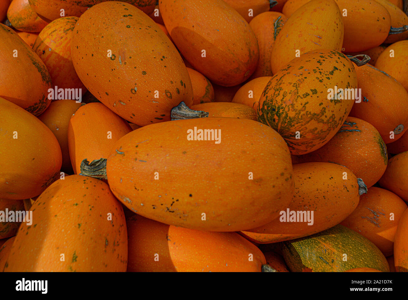 Small orange pumpkins lying in the sun Stock Photo