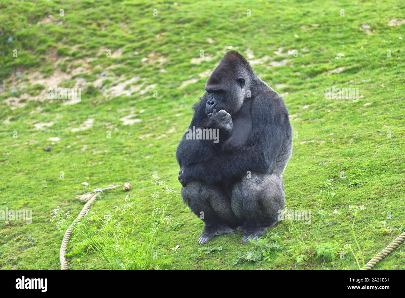 Adult gorilla in green grass Stock Photo