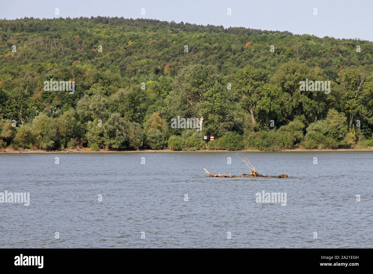 Forest on hill on the Danube River Bank near Belgrade, Serbia. Stock Photo