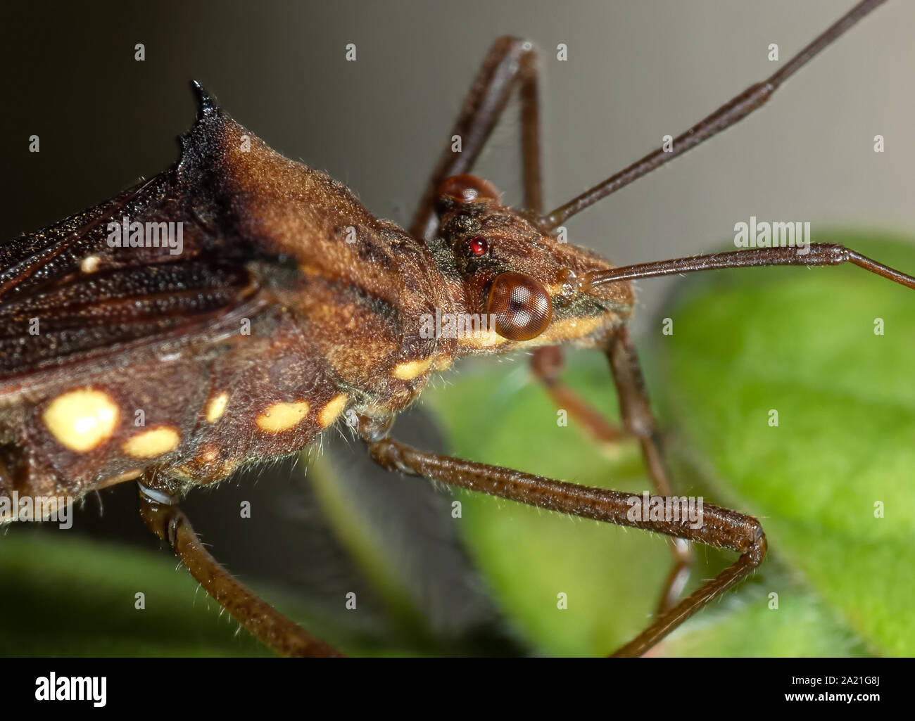 Macro Photography of Assassin Bug on Green Leaf Stock Photo - Alamy