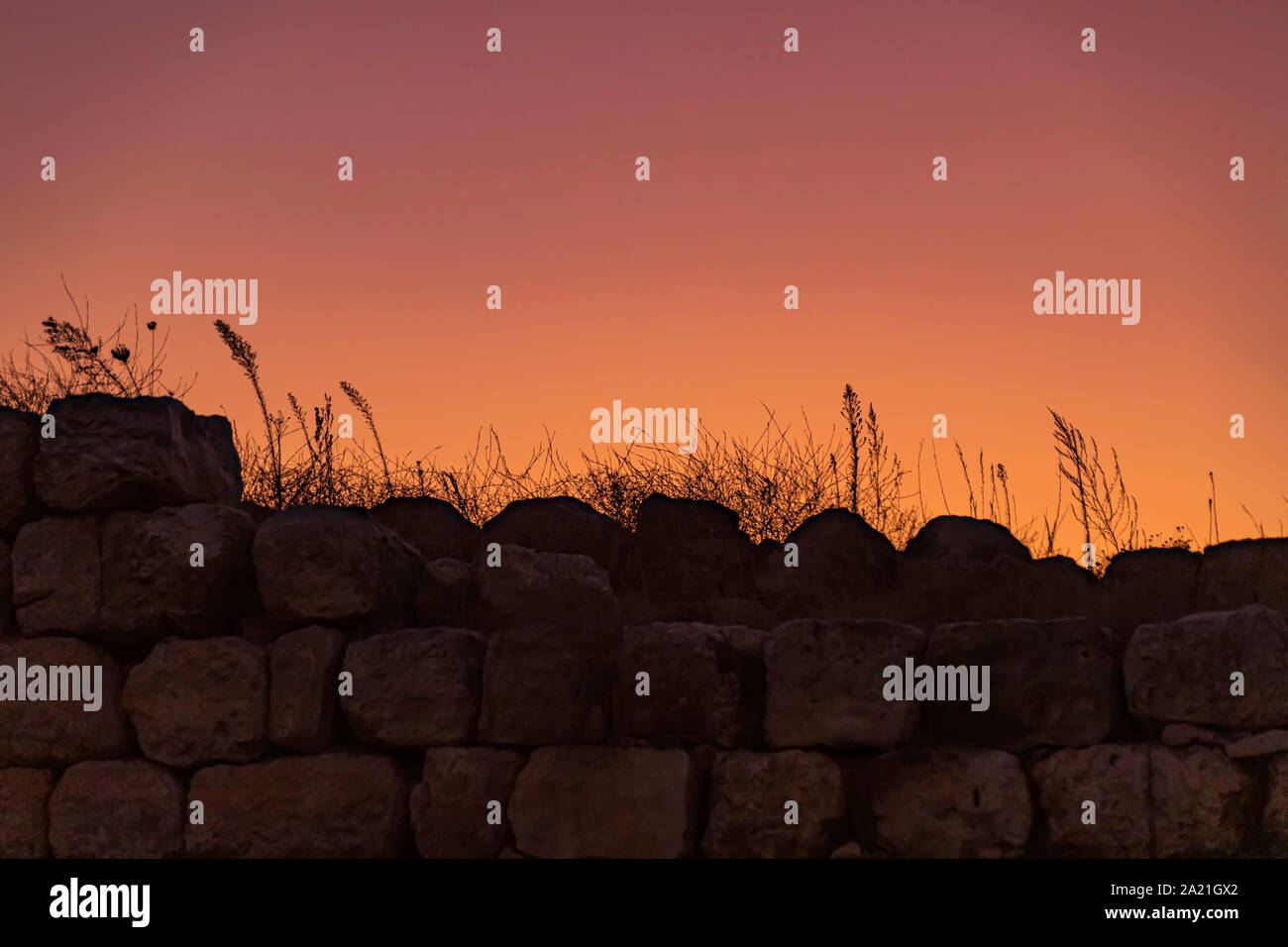 Silhouettes of plants against the background of a colorful sunset sky. Israel. Stock Photo
