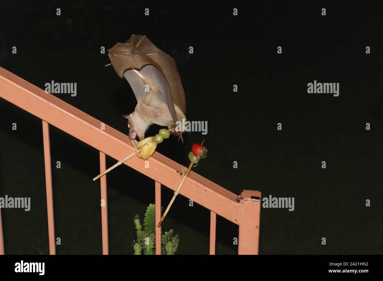 Fruit bat feasting on fruit kebab Stock Photo