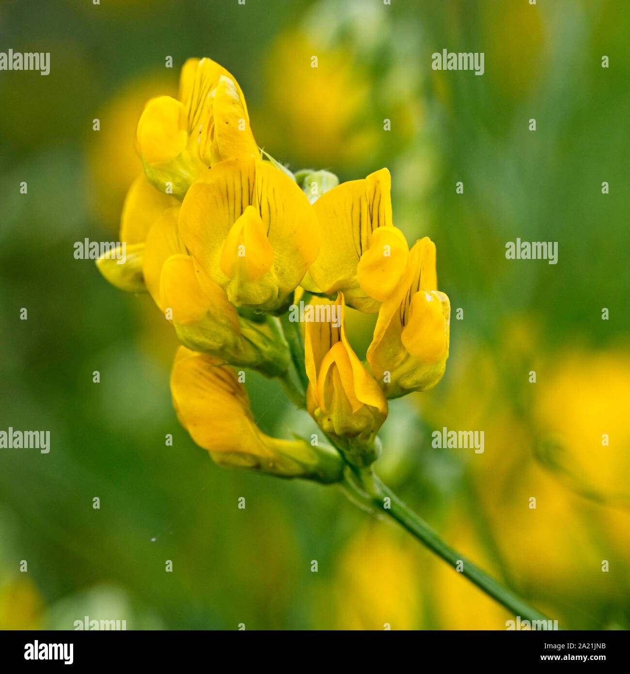 Meadow Vetch or Meadow Pea (Lathyrus pratensis), Rutland Water, Leicestershire, England, UK. Stock Photo