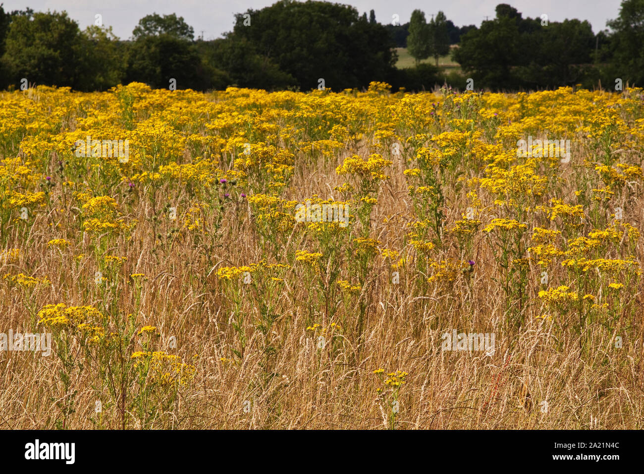 Ragwort field hi-res stock photography and images - Alamy