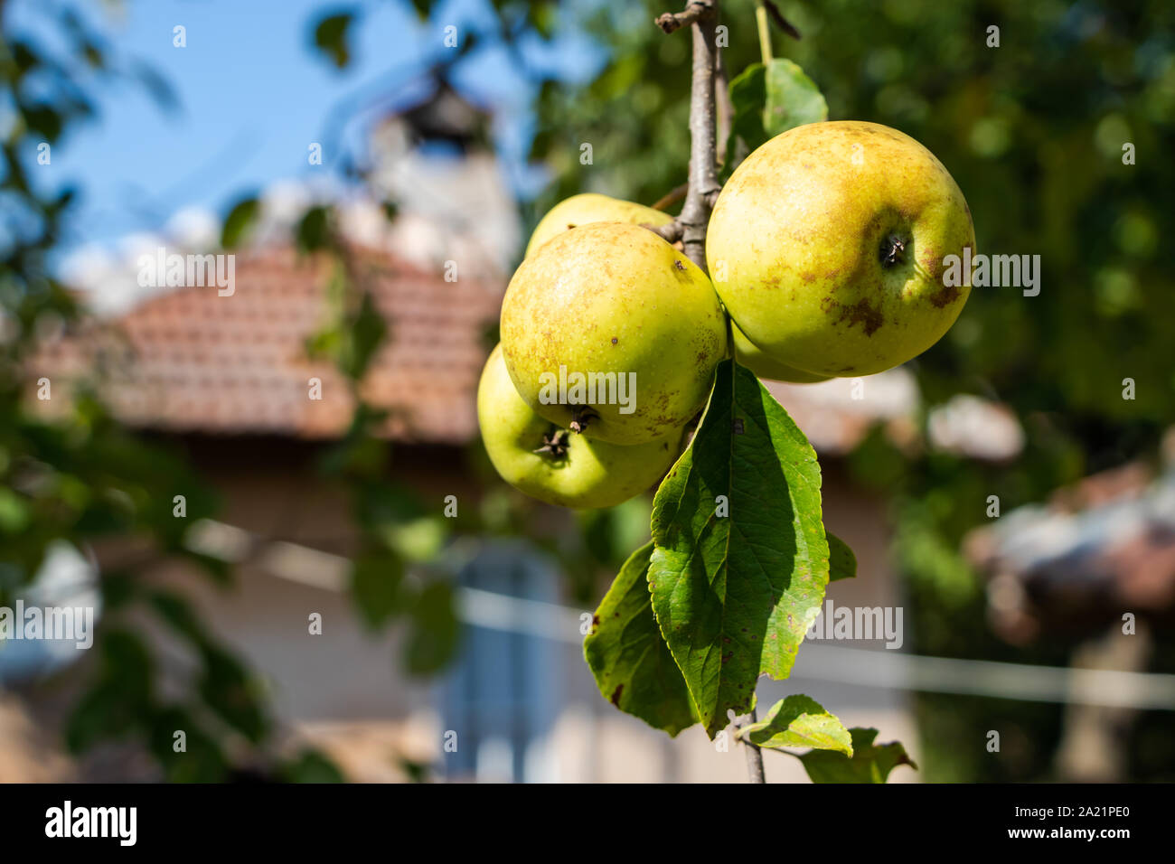 Apples on a tree in the garden Stock Photo - Alamy