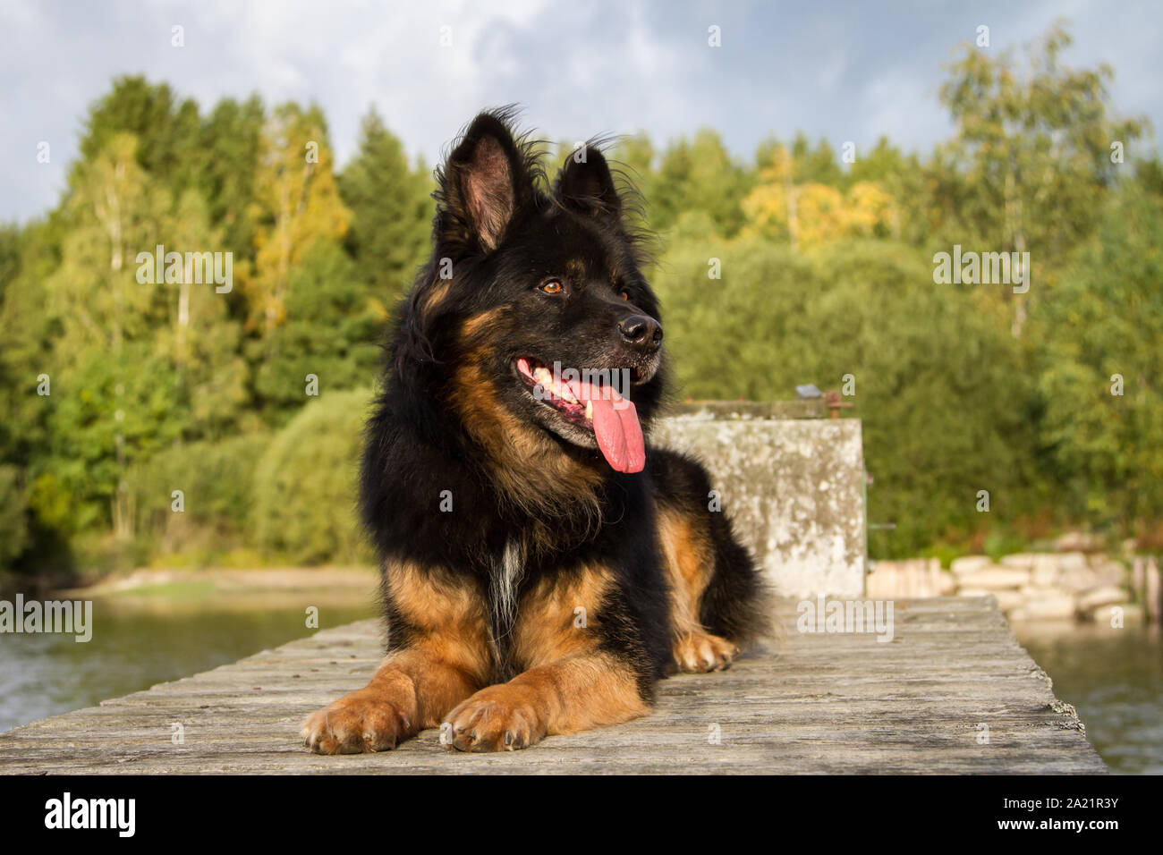 Old German Shepherd Dog lying on the dock of a carp pond on a sunny stormy autumn day Stock Photo