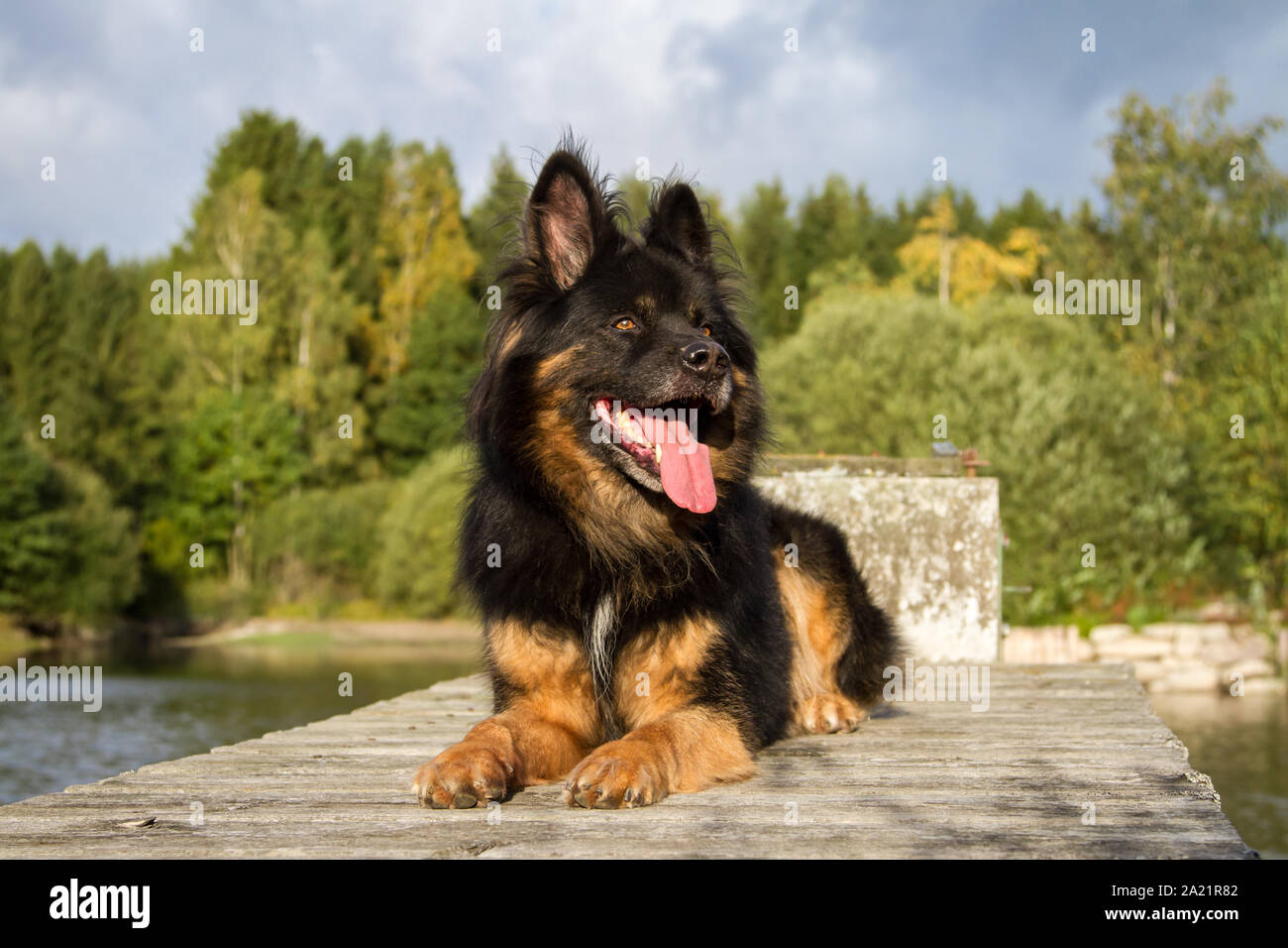 Old German Shepherd Dog lying on the dock of a carp pond on a sunny stormy autumn day Stock Photo