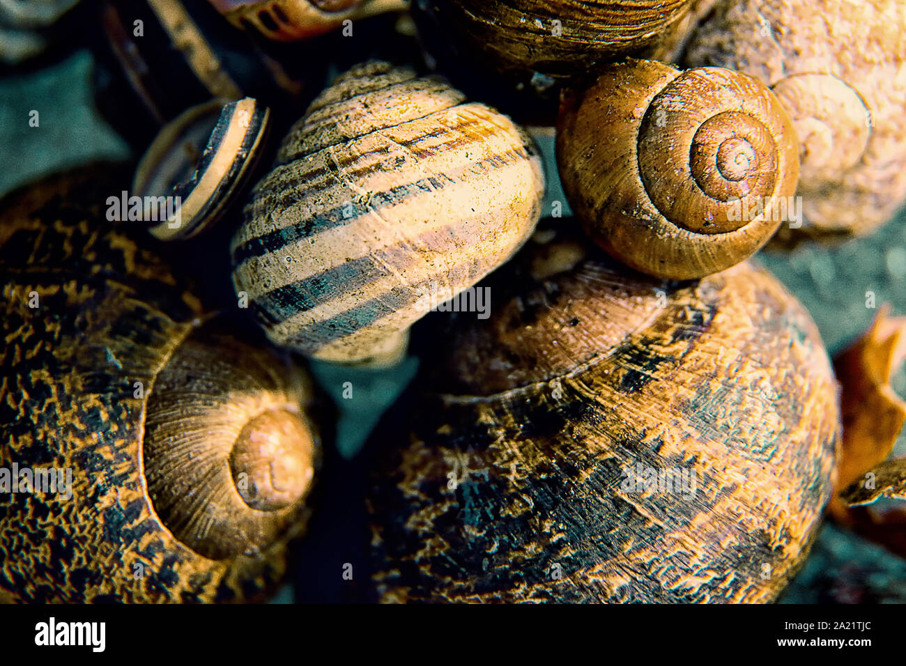 a stack of empty garden snail shells Stock Photo