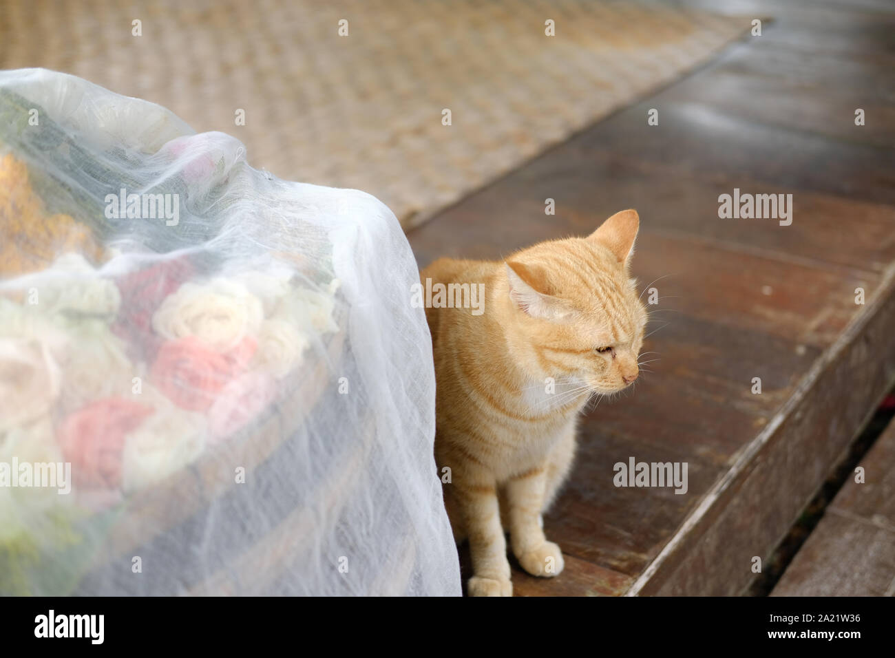 orange cat tabby feline sitting on floor at home Stock Photo - Alamy