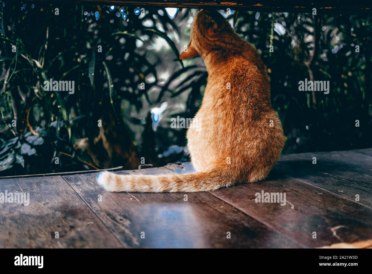 orange cat tabby feline sitting on floor at home Stock Photo - Alamy