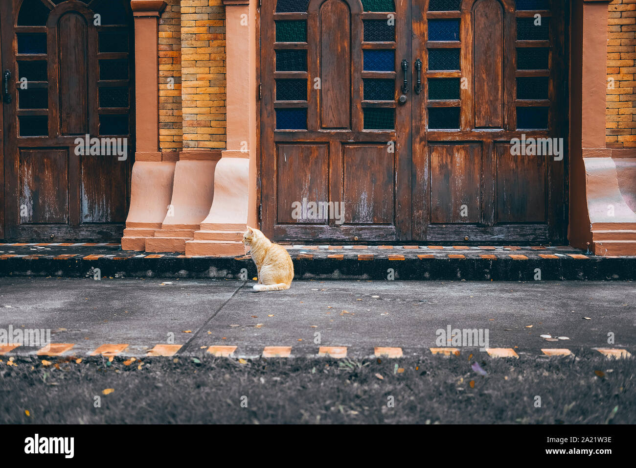 orange cat tabby feline sitting on floor at home Stock Photo - Alamy