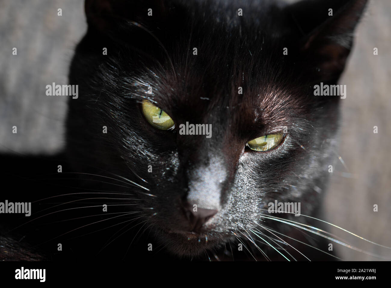 Beautiful black cat close up hi-res stock photography and images - Alamy