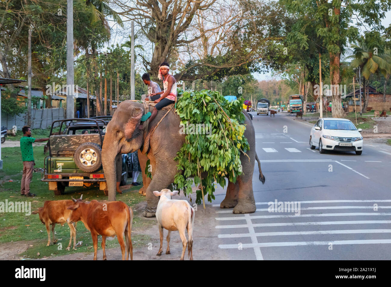 Street scene in Kaziranga, Assam, India: a working Indian Elephant with its mahout carrying a load of leafy branches stands by the roadside Stock Photo