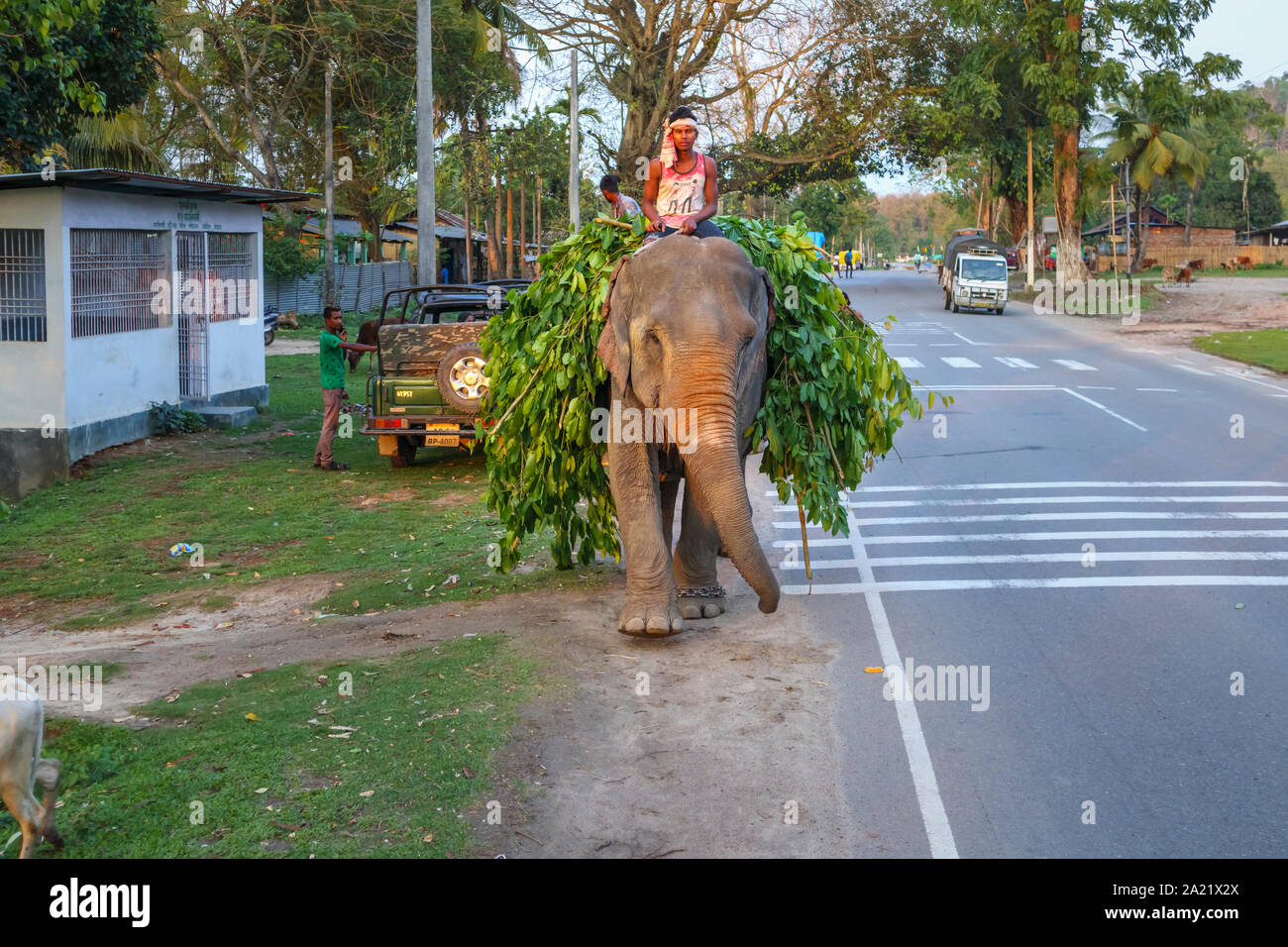 Street scene in Kaziranga, Assam, India: a working Indian Elephant with its mahout walks along a road carrying a load of leafy branches Stock Photo