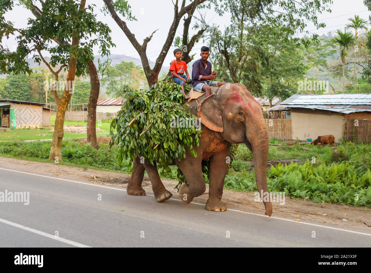 Street scene in Kaziranga, Assam, India: a working Indian Elephant with its mahout and a child walks along a road carrying a load of leafy branches Stock Photo