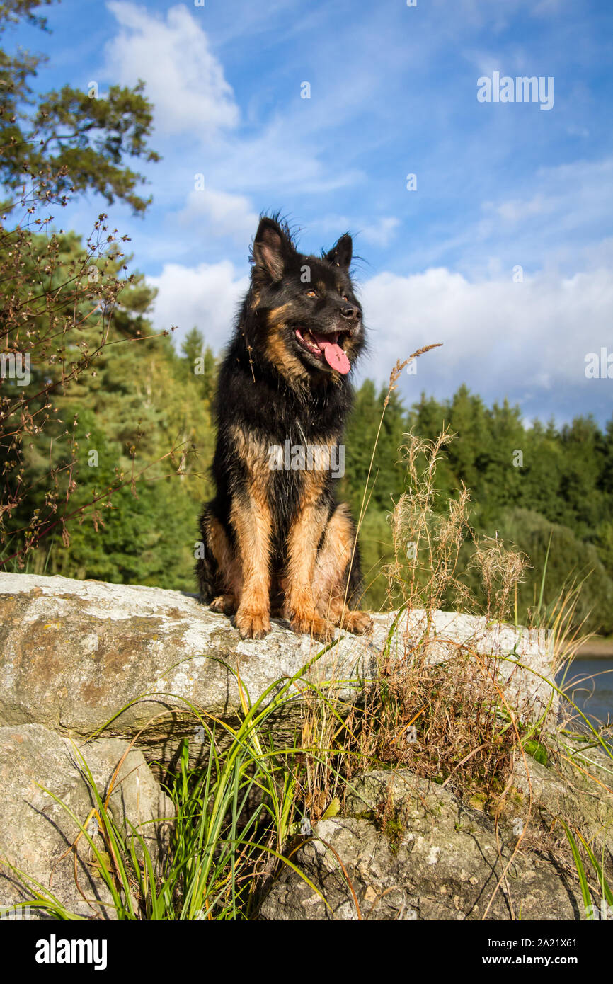 Old German Shepherd Dog sitting on rocks on a sunny autumn day Stock Photo