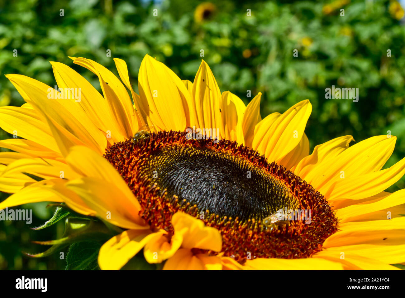 Bright yellow sunflower with honey bee collecting pollen Stock Photo ...