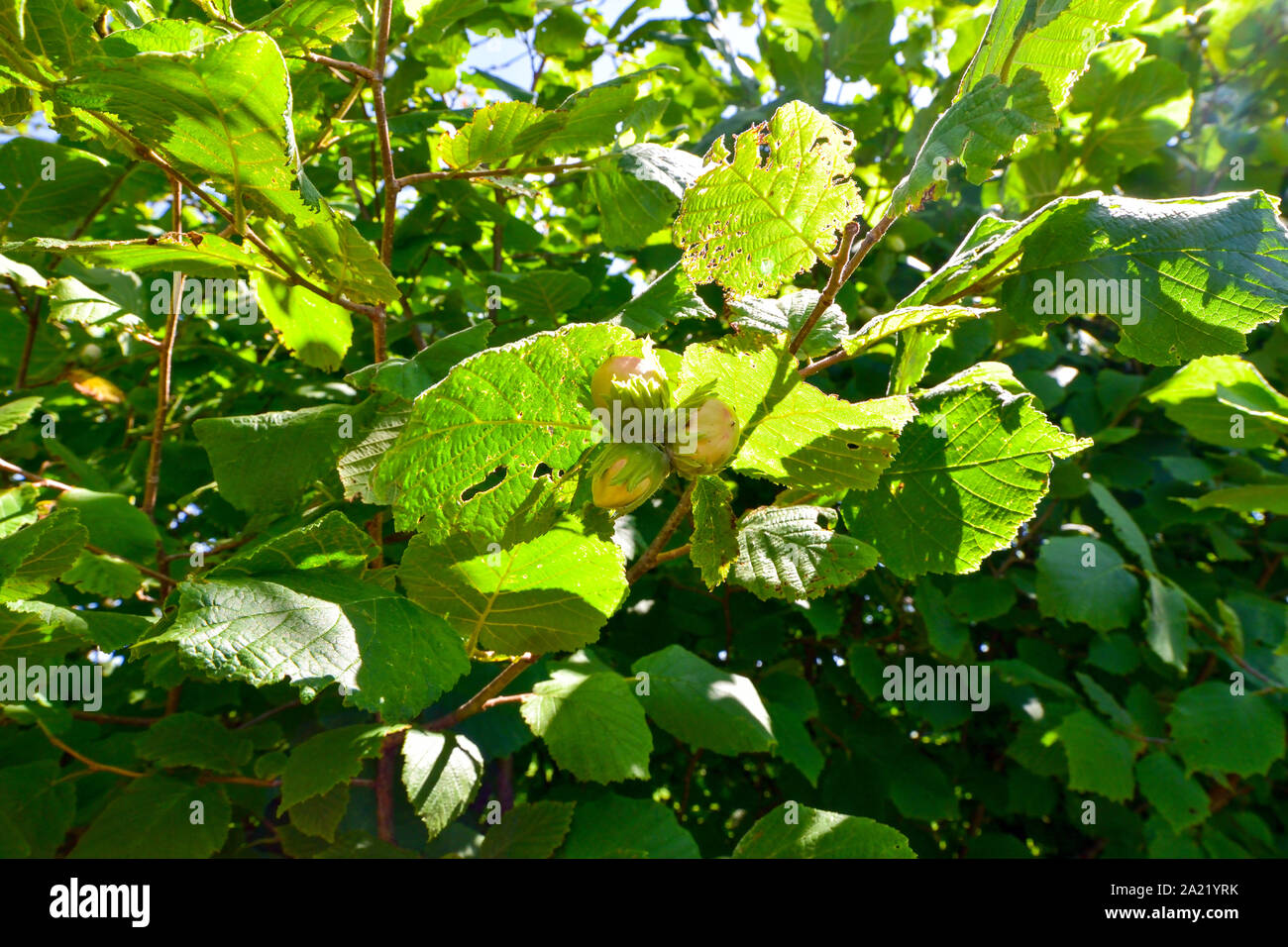 Green hazelnuts are growing on the tree. Stock Photo