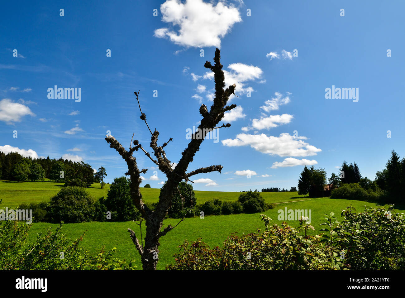 Idyllic panorama with an old tree Stock Photo - Alamy