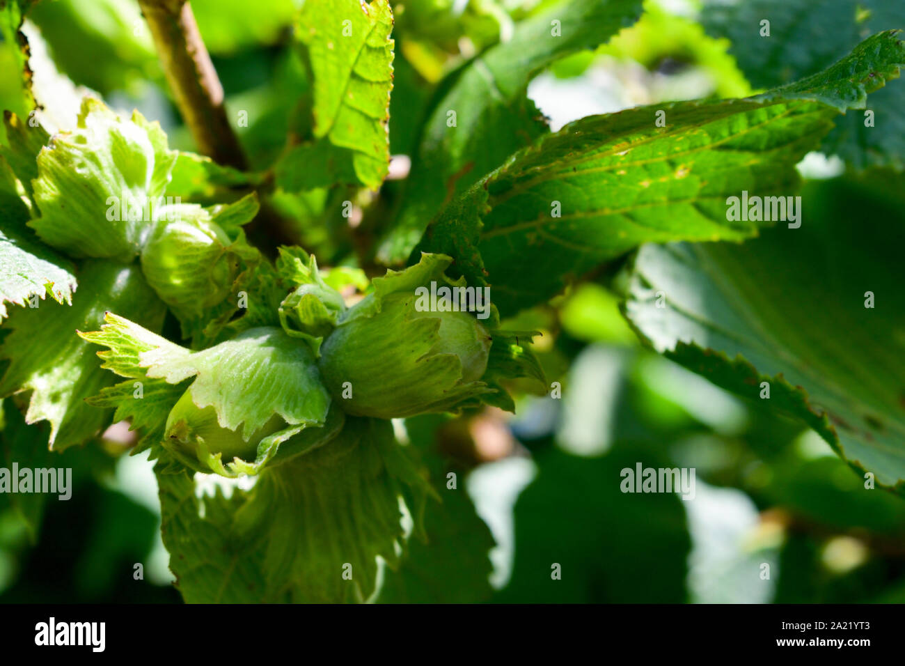 Green hazelnuts are growing on the tree. Stock Photo