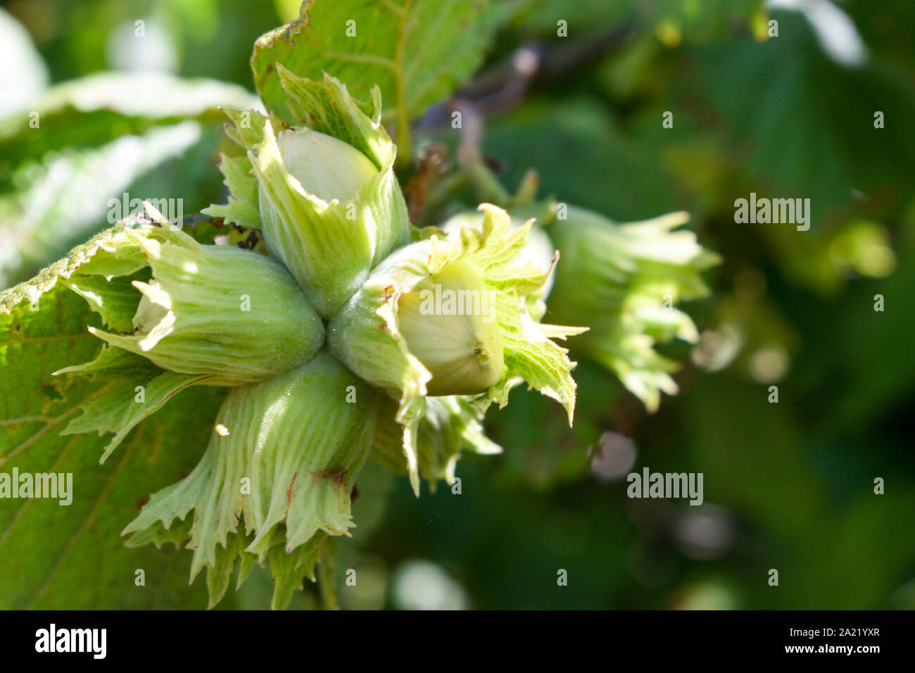 Green hazelnuts are growing on the tree. Stock Photo
