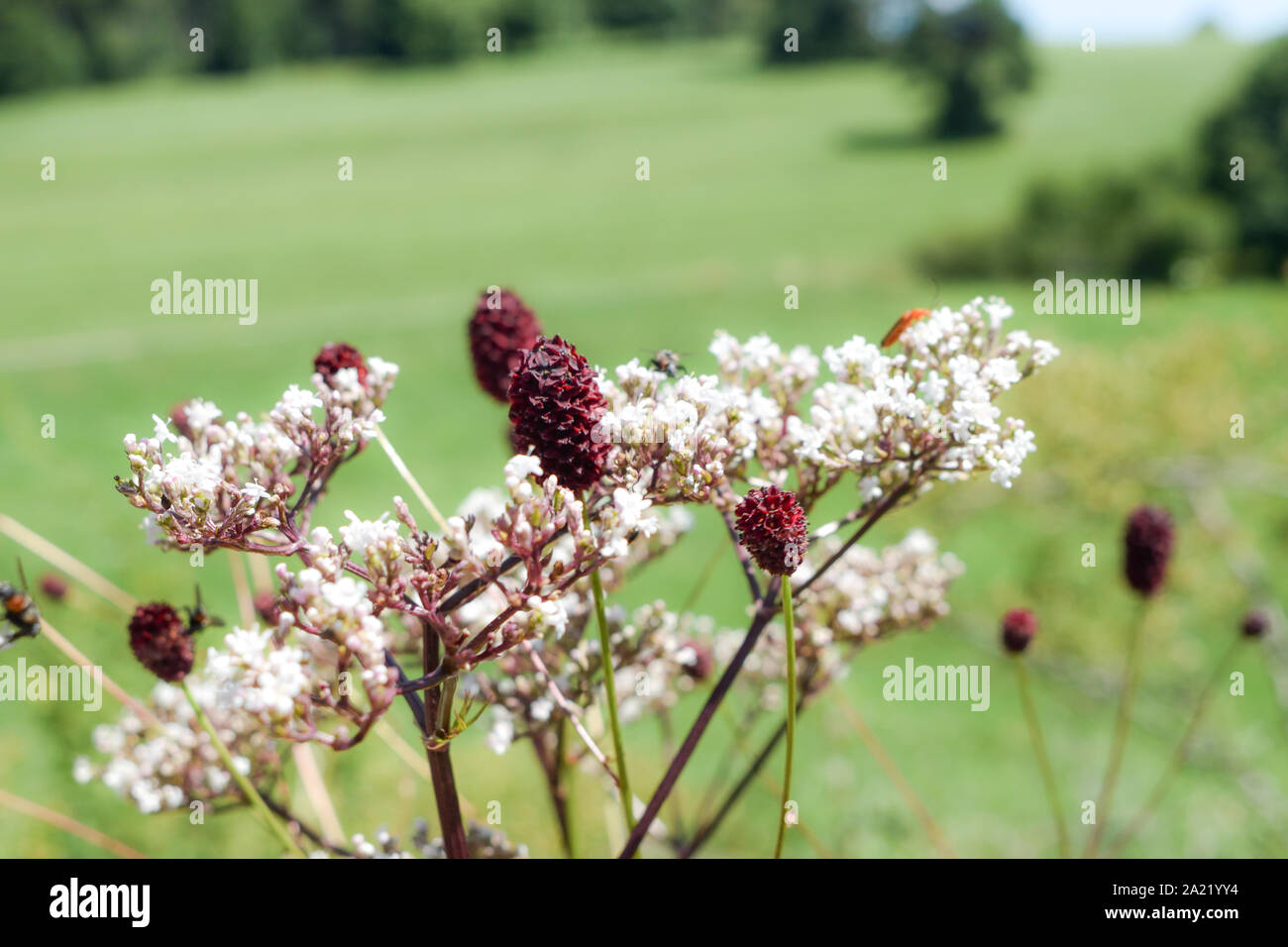 Great burnet (Sanguisorba officinalis) and Burnet-saxifrage (Pimpinella saxifraga) with field in background. Stock Photo