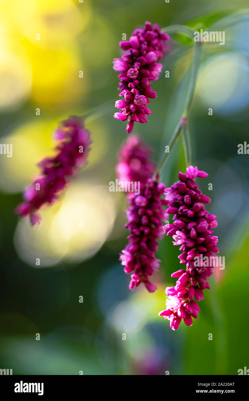 flowers of amaranth plant, amaranthus, pseudocereal with leaves macro. close up Stock Photo