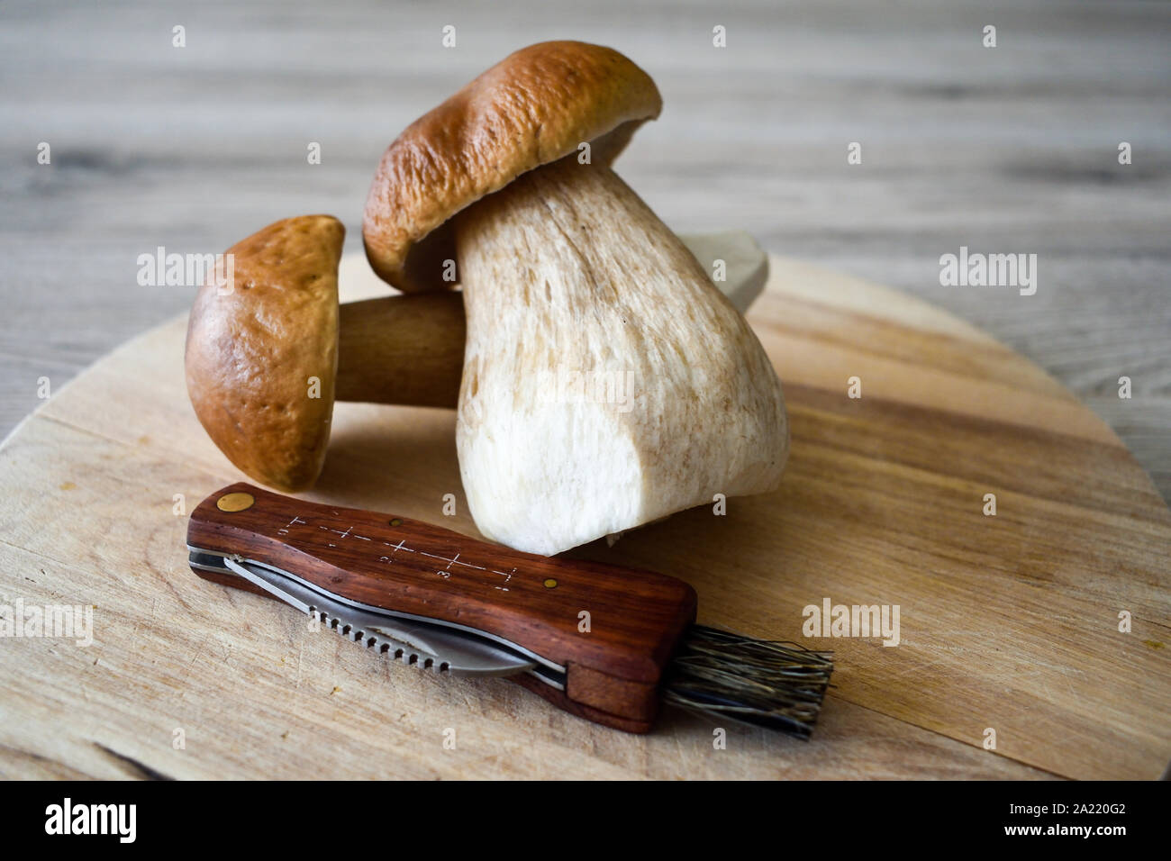 Two boletus mushroom on cutting board with mushroom pickers knife. Stock Photo