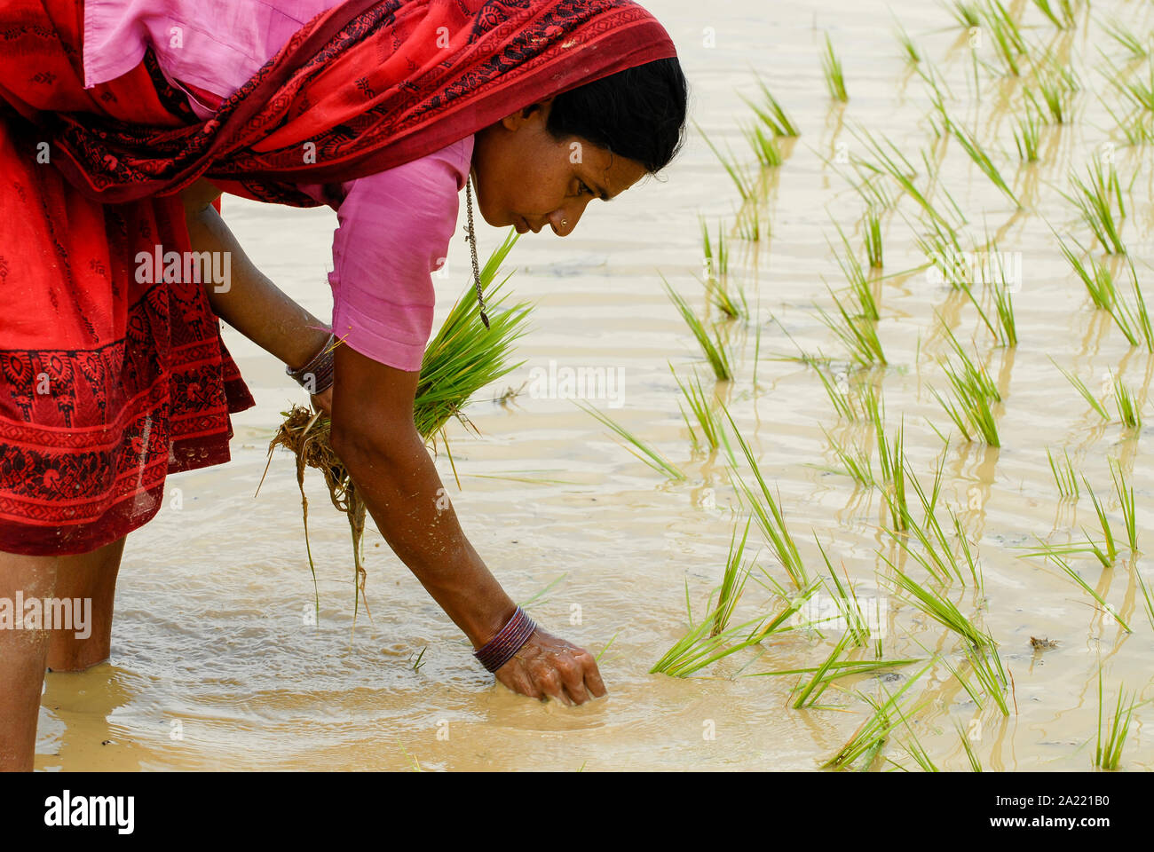 INDIA Westbengal, village Gandhiji Songha , SRI rice cultivation, replanting of rice seedlings from nursery to rainfed paddy field during monsoon / INDIEN Westbengalen , Dorf Gandhiji Songha , Landwirtschaft, SRI Reisanbau, Umpflanzen von Reissetzlingen im Monsun Stock Photo