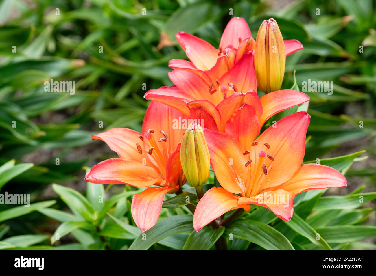 Orange flowers of Lily Tangerine Joy, Lilium ‘Tangerine Joy, Asiatic Lily Tangerine Joy, GAV Lilium ‘Tangerine Joy' Stock Photo