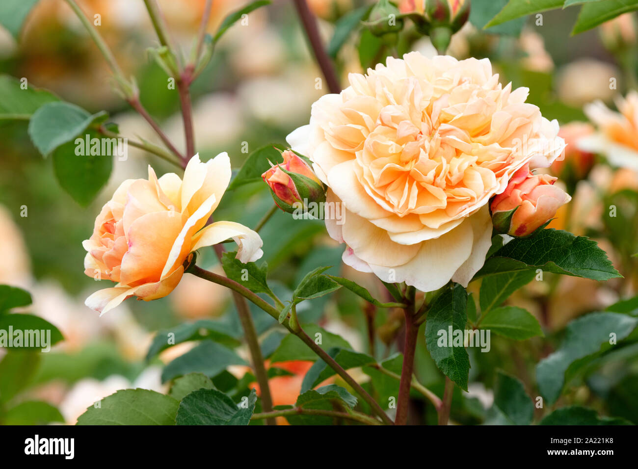 Hybrid Musk roses, Rosa 'Port Sunlight', English Shrub Rose, Rosa 'Auslofty' Stock Photo