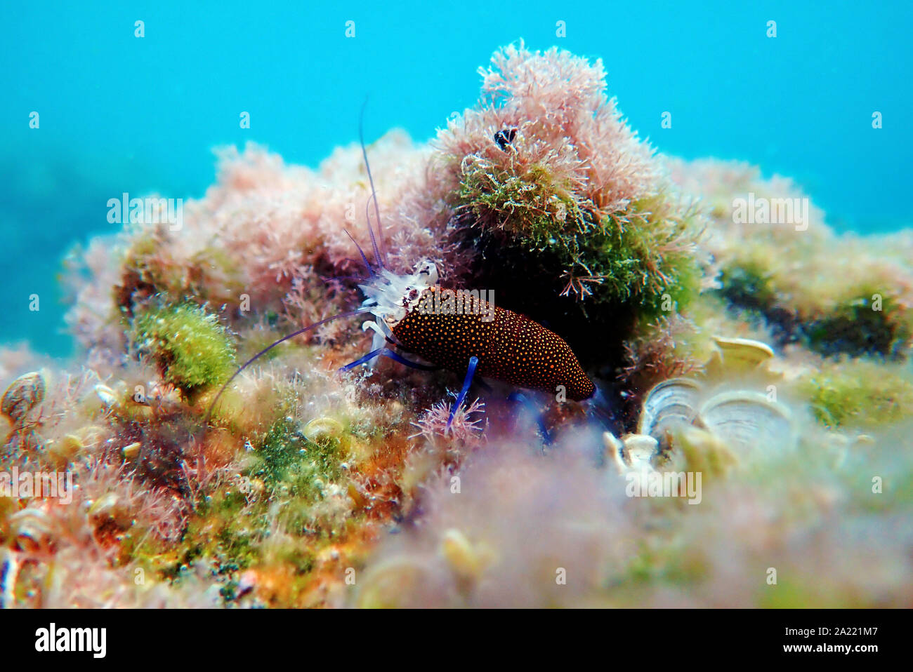 Spotted Bumblebee Shrimp - Gnathophyllum elegans Stock Photo