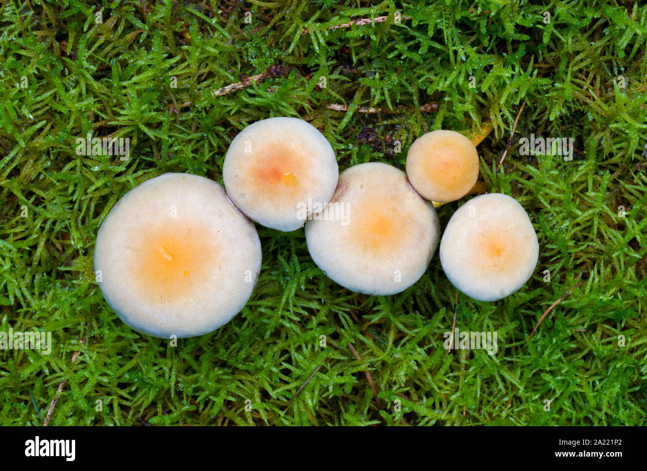 Five Sulphur tuft (Hypholoma fasciculare) mushrooms, poisonous toadstools, almost perfect circles in Hypnum moss (Hypnum cupressiforme) Stock Photo