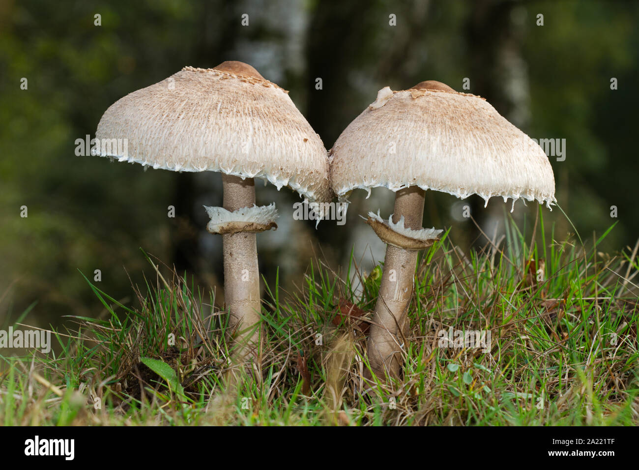 Two mushrooms, probably Shaggy parasols, large white edible mushrooms Stock Photo