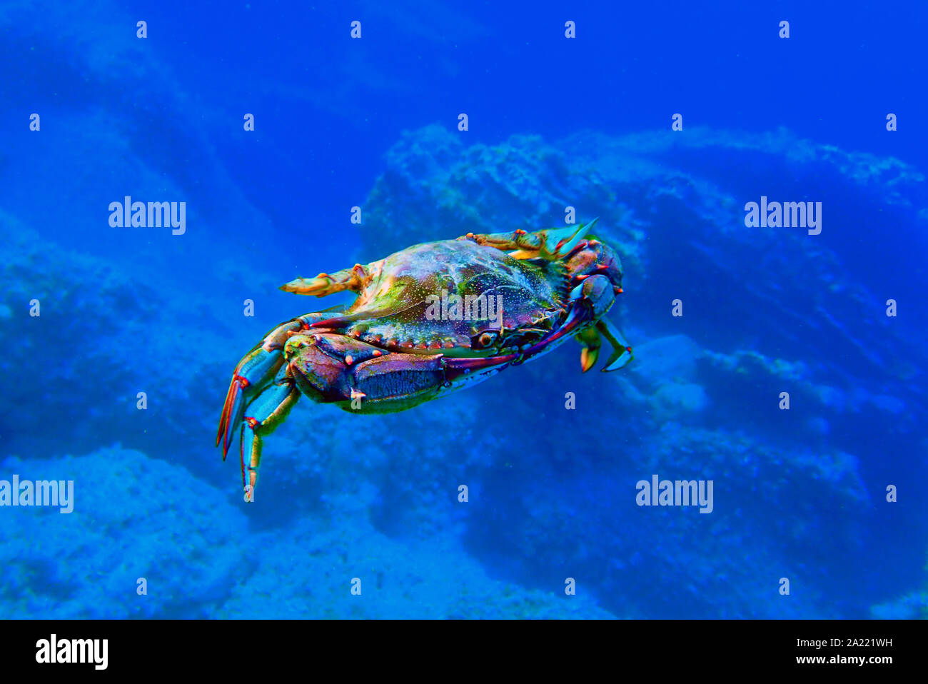 The blue crab - (Callinectes sapidus) Stock Photo