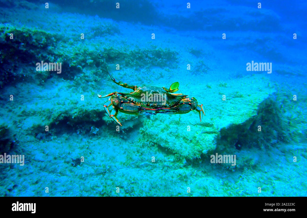 The blue crab - (Callinectes sapidus) Stock Photo