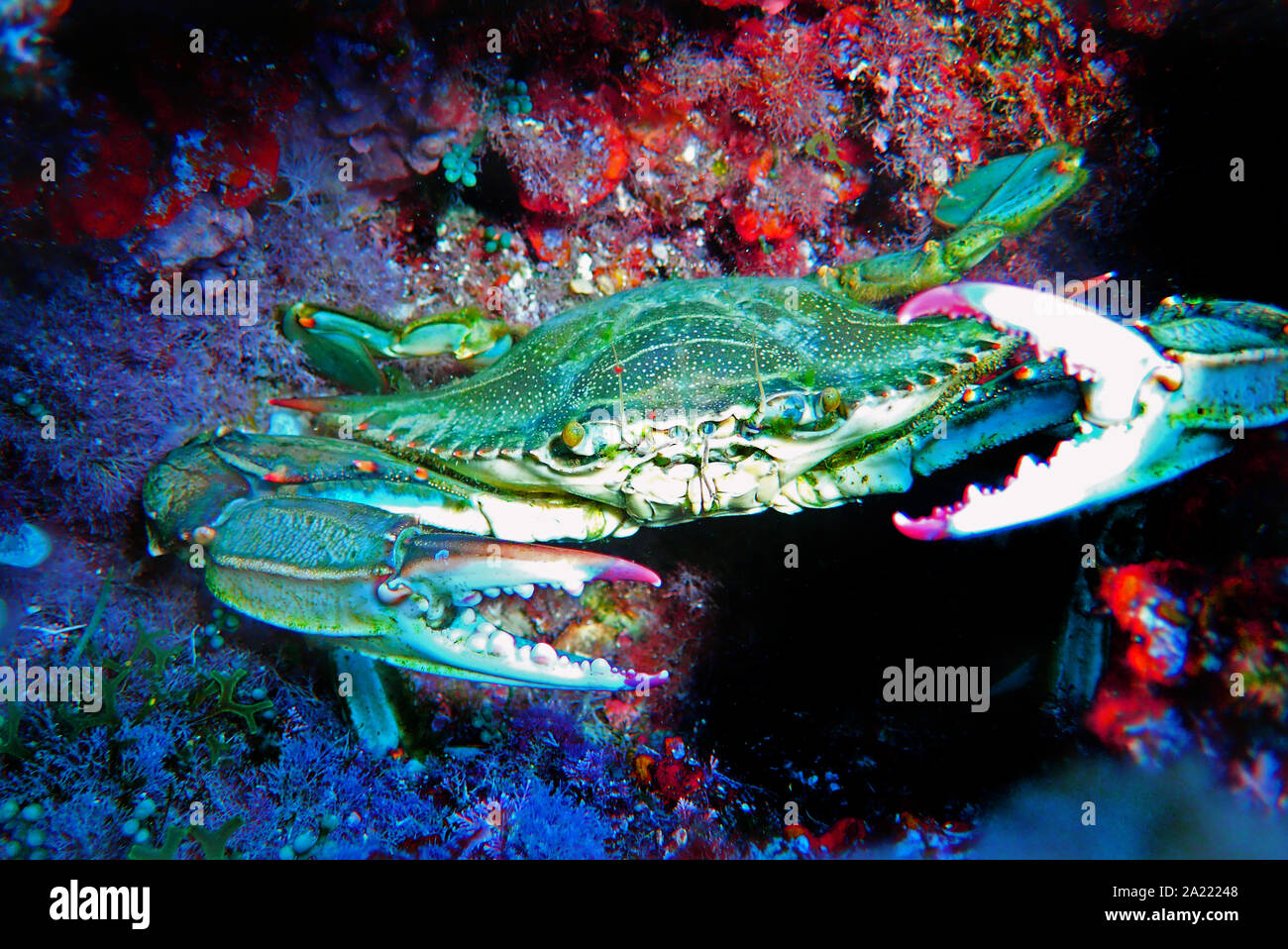 The blue crab - (Callinectes sapidus) Stock Photo