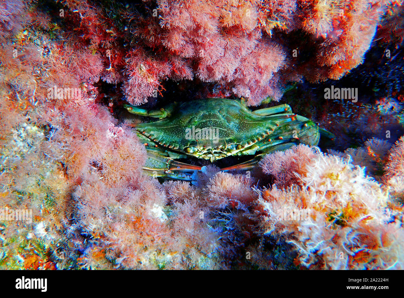 The blue crab - (Callinectes sapidus) Stock Photo