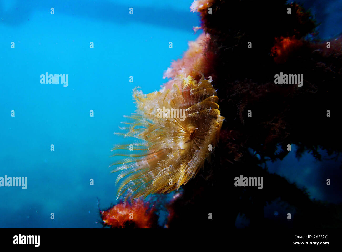 Sabellid Sabellid tube worm hi-res stock photography and images - Alamy