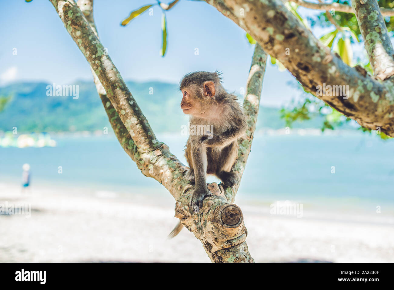 Macaque monkey sitting on the tree. Monkey Island, Vietnam Stock Photo