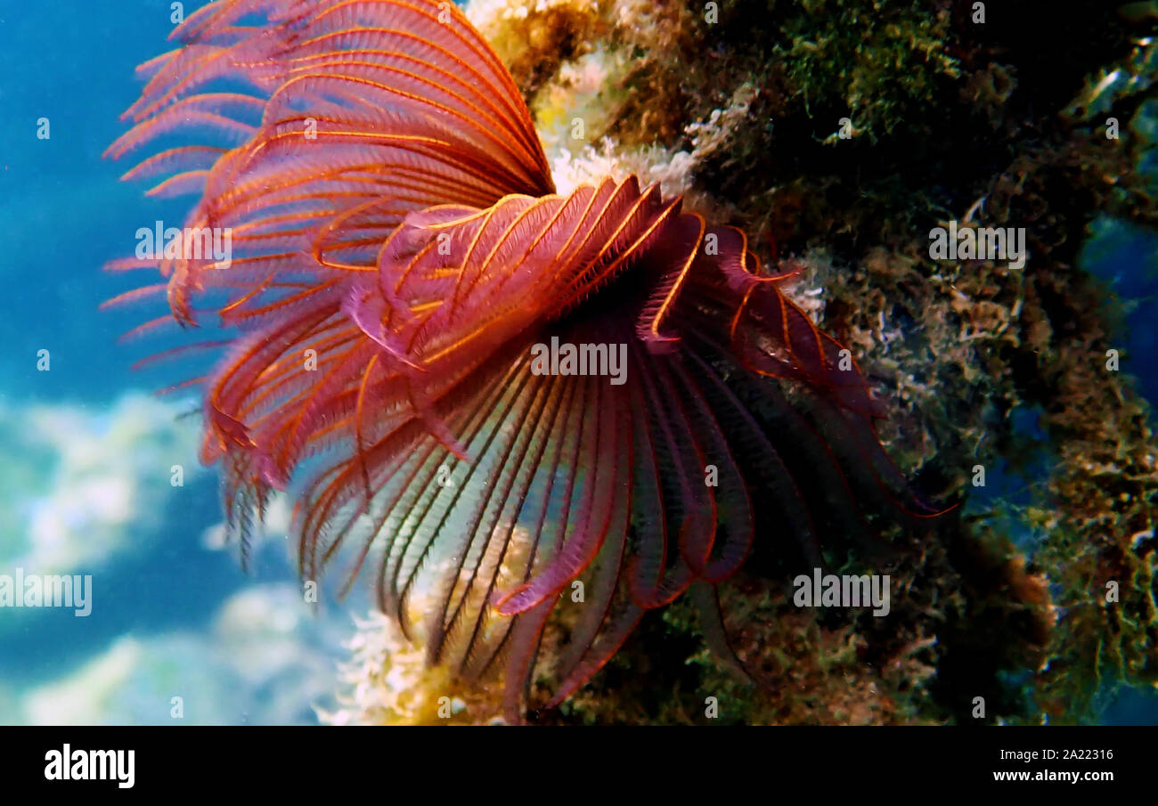 Beautiful Sea Fan Coral High Resolution Stock Photography and Images