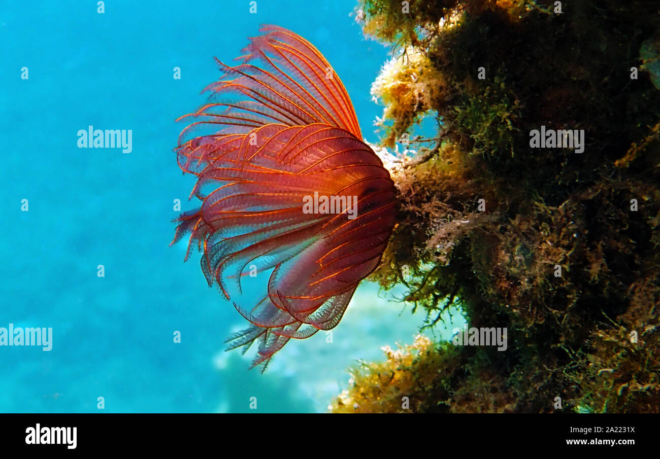 Beautiful Sea Fan Coral High Resolution Stock Photography and Images