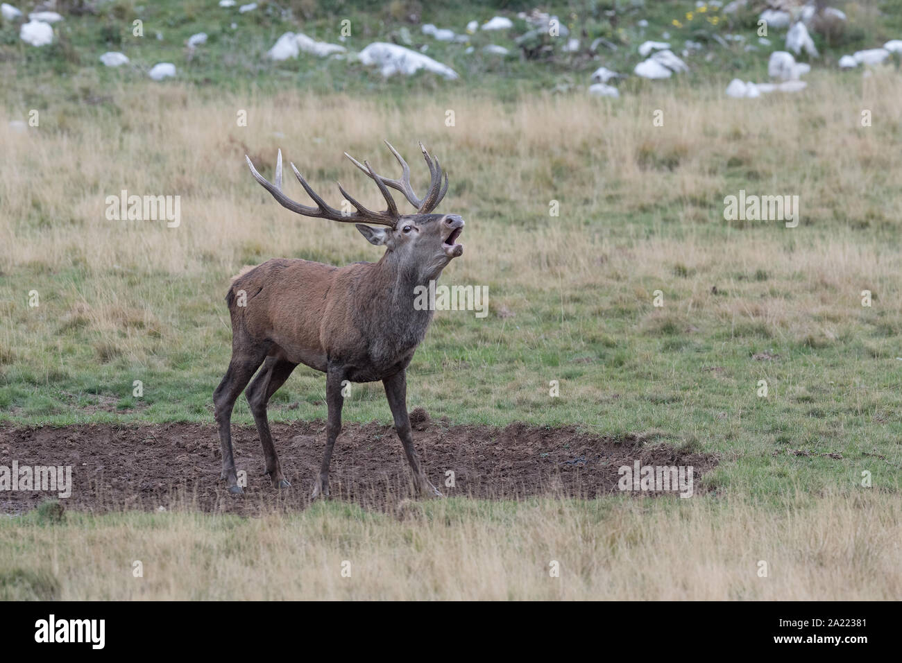 The Red deer in mud puddle Stock Photo Alamy