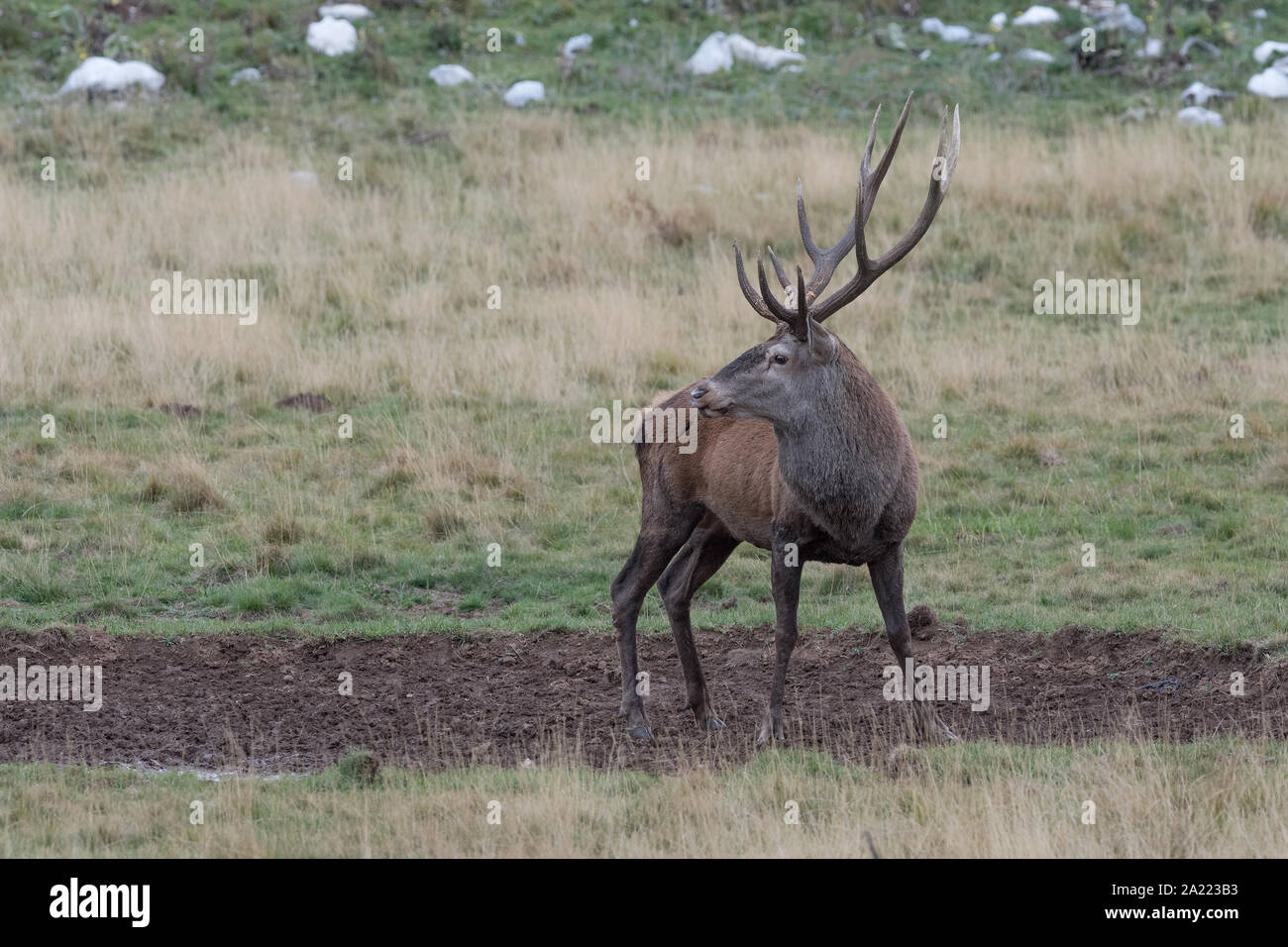 The Red deer in mud puddle Stock Photo Alamy