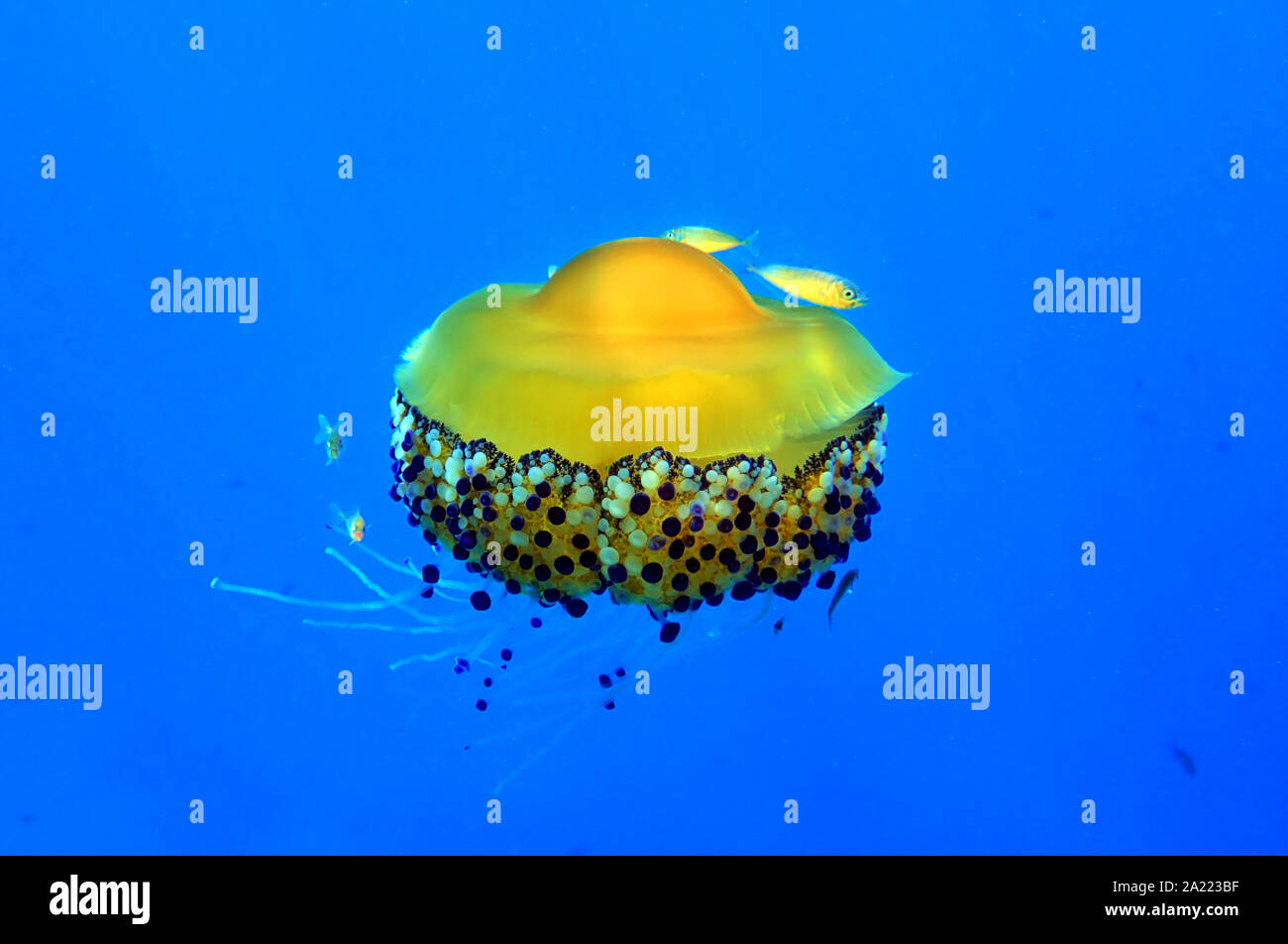 Mediterranean Fried Egg Jellyfish Cotylorhiza tuberculata Stock Photo Alamy