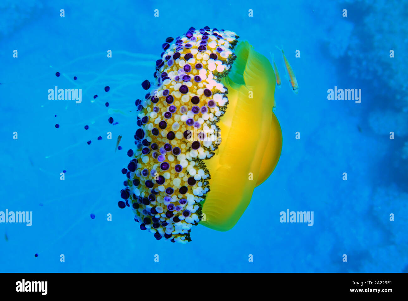 Mediterranean Fried Egg Jellyfish Cotylorhiza tuberculata Stock Photo Alamy